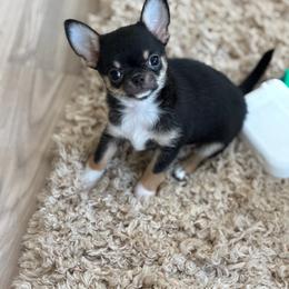 Kruz - Black and tan male Chihuahua puppy in Tulsa, Oklahoma from H-3 Chihuahuas