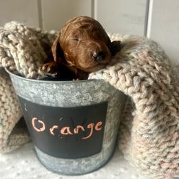 Orange - Red  male Goldendoodle puppy in Grand Blanc, Michigan from Perry Farm Doodles