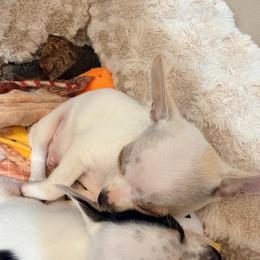 AKC Olaf little guy - White male Chihuahua puppy in Seneca, Missouri from Stephanie’s Puppy Colony