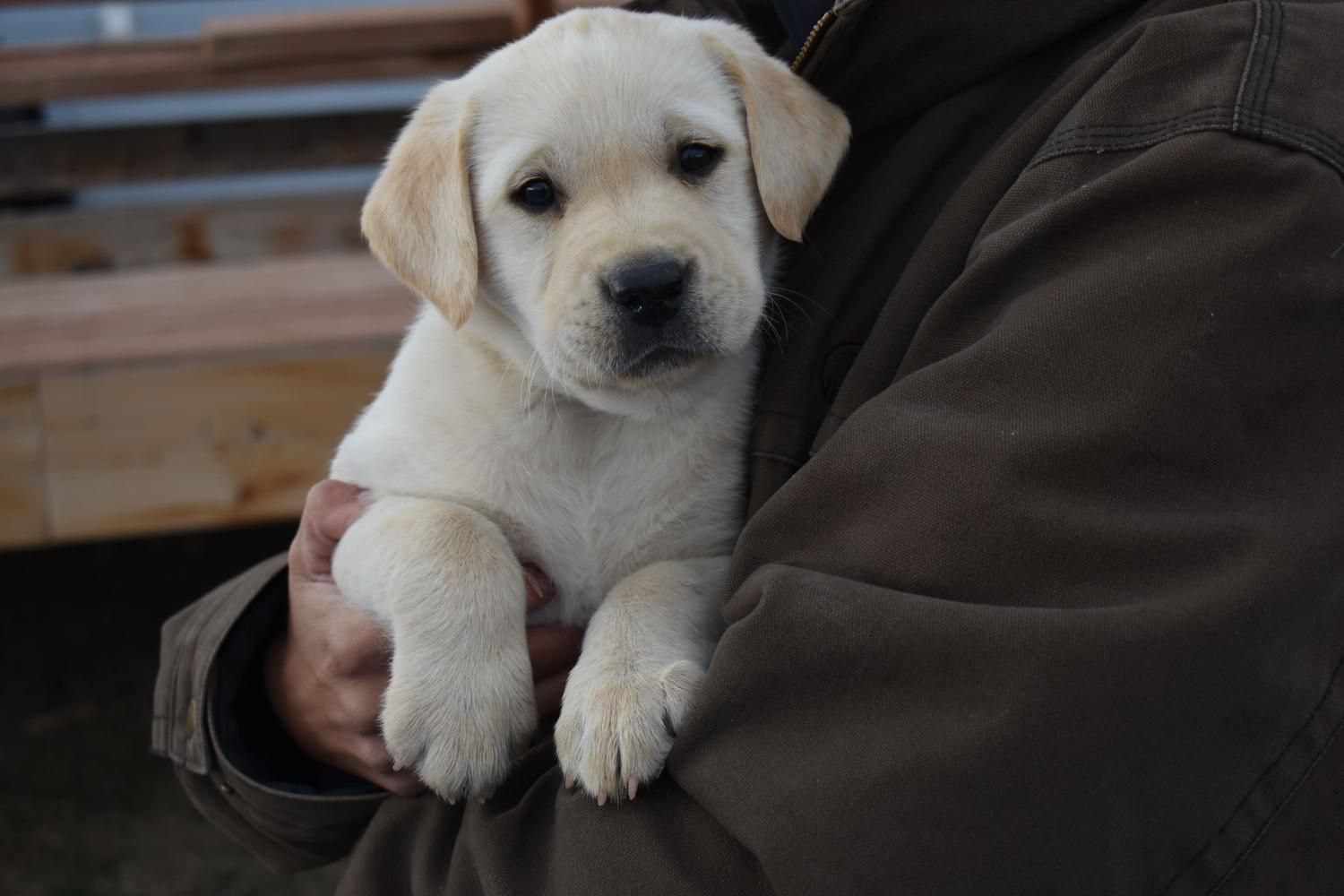 Filhote de Labrador Retriever