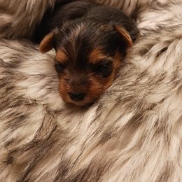Companion Cross Puppies from Meadows Morkiepoos