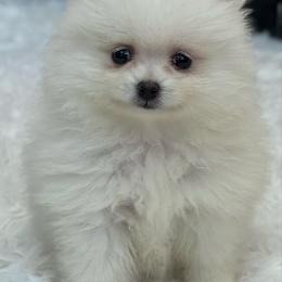 White girl - White female Pomeranian puppy in Silver Springs, New York from Humehill