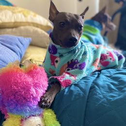 Luna - American Hairless Terrier