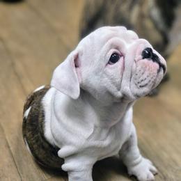 Jazz - Red brindle and white female Bulldog puppy in Laurel, Montana from Bull Mountain Bulldogs