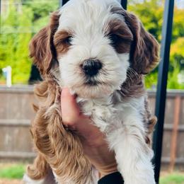 Princess Peach - Sable female Bernedoodle puppy in Sandy, Oregon from MC Doodles
