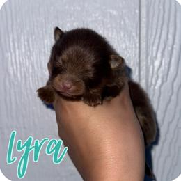 Lyra - Chocolate and tan female Pomeranian puppy in Willow Spring, North Carolina from GTBBF Pomeranians