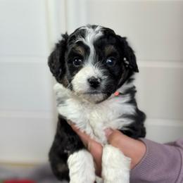 Topaz - Black tri-color male Aussiedoodle puppy in Columbia Falls, Montana from Firefly Horse Co Wellness Retreat Center