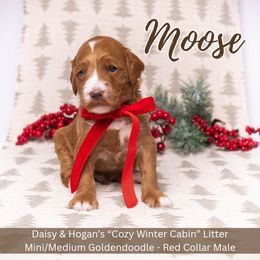 Moose - Red Collar Boy - Apricot male Goldendoodle puppy in Meadville, Pennsylvania from Doodle Paws Pups