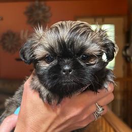 Star - Gold female Shih Tzu puppy in Nekoosa, Wisconsin from Brox Acres House of Fur LLC