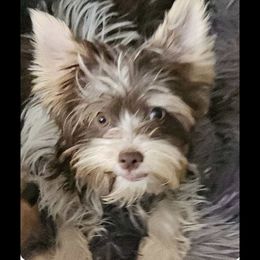 Rylee - Yorkshire Terrier