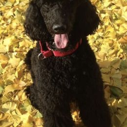 Poodles from Maryland Standard Poodles