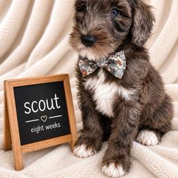 Scout - Blue merle male Aussiedoodle puppy in Eastland, Texas from H5 Mini Doodles