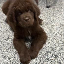 Lucky - Brown male Newfoundland puppy in Saukville, Wisconsin from Crossroads Canines ~ Newfoundland Dogs