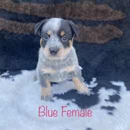 Australian Cattle Dog Puppies from CL Australian Cattle Dogs