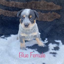 Australian Cattle Dog Puppies from CL Australian Cattle Dogs