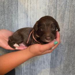 Peanut - Brown and white male Aussiedoodle puppy in Lithia, Florida from Waterford Doodle Farm