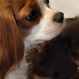 Heaven - Cavalier King Charles Spaniel