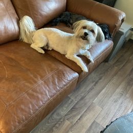 Carter - Havanese