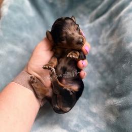 Arthur - Dapple male Dachshund puppy in Robesonia, Pennsylvania from Happily Ever After’s Puppies