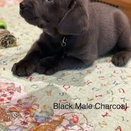 Basset Hound and Labrador Retriever Puppies from Porter Kennels