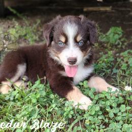 Cedar Blaze - Red tri male Miniature Australian Shepherd puppy in Muskogee, Oklahoma from Tagalong Lane Australian shepherds