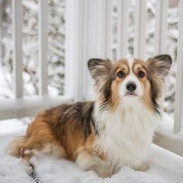 Nelly - Pembroke Welsh Corgi