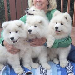 Samoyed Puppies from Bruin Samoyeds