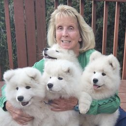 Samoyed Puppies from Bruin Samoyeds