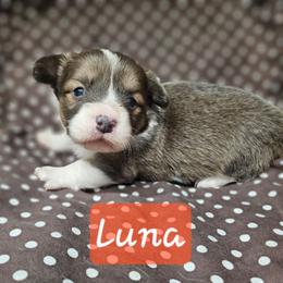Luna - Blue female Pembroke Welsh Corgi puppy in Orrtanna, Pennsylvania from Mountain Top Shepherd's