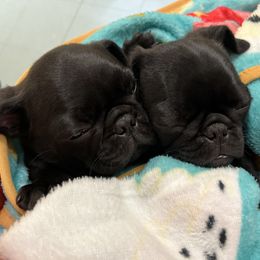 Pug Puppies from Pack of Pugs