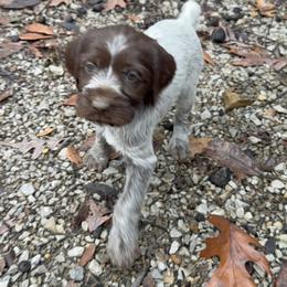 German Shorthaired Pointer and Wirehaired Pointing Griffon Puppies from County Line Pointers