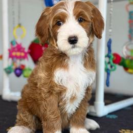 Ike - Red  male Goldendoodle puppy in Yuciapa, California from AlltheDoodlez_