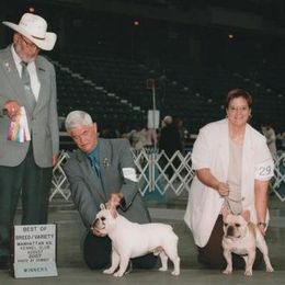 French Bulldog All Grown Up from Hillbuckle's French Bulldogs