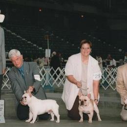 French Bulldog All Grown Up from Hillbuckle's French Bulldogs