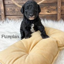 Pumpkin - Black male Poodle puppy in from Pink Poodles and Doodles