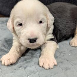 Purple - Black and white female Sheepadoodle puppy in Seaman, Ohio from Ohio Valley Sheepadoodles