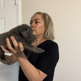 Boy 1 - Gray male Cane Corso puppy in Kaufman, Texas from Phantom Corsos