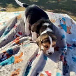 Miles - Black tan and white male Beagle puppy in Meridianville, Alabama from Spear Haven Beagles (formerly Spear Lake Beagles)