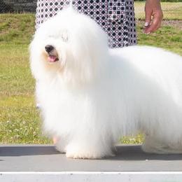 Cotons de Tulear and Golden Retrievers from Four Lochs LLC