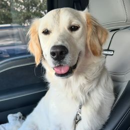 Molly - Golden Retriever