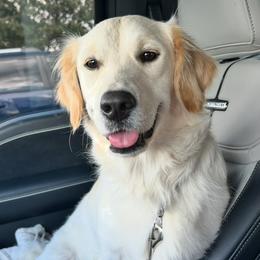 Molly - Golden Retriever