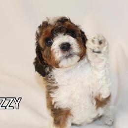 Bernedoodle, Cavapoo, and Poodle Puppies from Liberty Farms Puppies