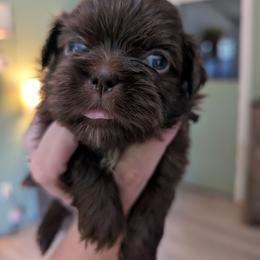 Jackson - Chocolate male Shih Tzu puppy in Claxton, Georgia from Small Pawz Shih tzu