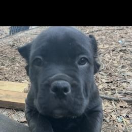 Girl 1 - Black female Cane Corso puppy in Douglasville, Georgia from Palazzo Cane Corso