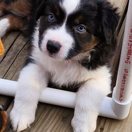 Miniature Australian Shepherd and Toy Australian Shepherd Puppies from Miller Hill Aussies