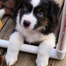 Miniature Australian Shepherd and Toy Australian Shepherd Puppies from Miller Hill Aussies