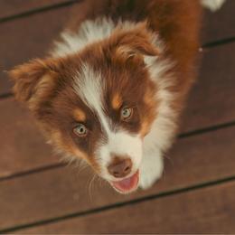 Cedar - Red tri-color male Australian Shepherd puppy in Cotati, California from Tried and True Aussies