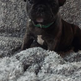 French Bulldog Puppies from Absolute Frenchie Connection