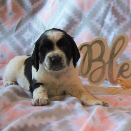 English Springer Spaniel Puppies from South Fork Springers