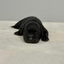 Gunner - Black male Australian Labradoodle puppy in Calhoun, Louisiana from Arrowhead Australian Labradoodles